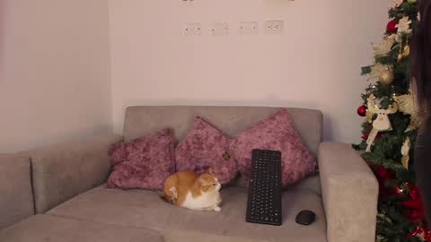 Abbey  IG abby allenn  04 December Online at  I will be on vacation dont forget me  See you soon   online show from 12.14.24