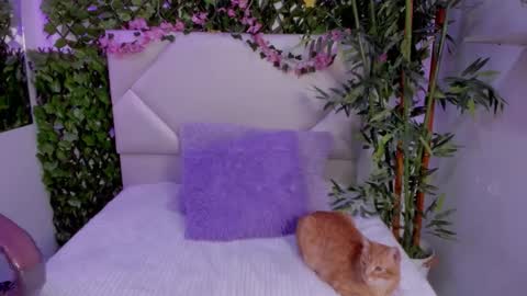 ABBY online show from 11.12.25