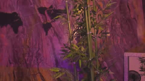 ALAHIA online show from 01.12.26