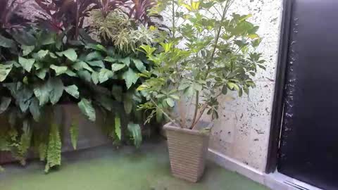 alice_simpson1 online show from 10.18.25