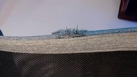 Shane online show from 11.01.25