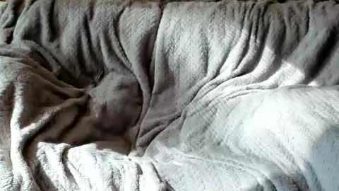 Olive  Walter online show from 10.24.25