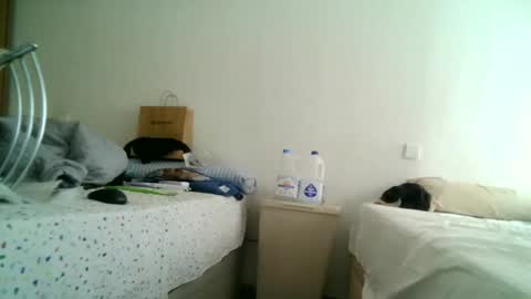 furry bear online show from 03.11.25