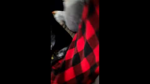 Snapshot of bam0001 chatting on 12.01.25 Dani1954 online show from 12.01.25