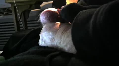 bear4146 online show from 12.06.24