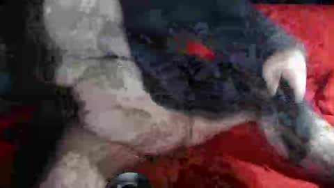 biggrey66 online show from 12.14.24