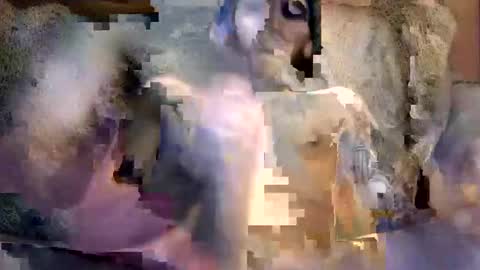 bigwytecock1979 online show from 12.05.24