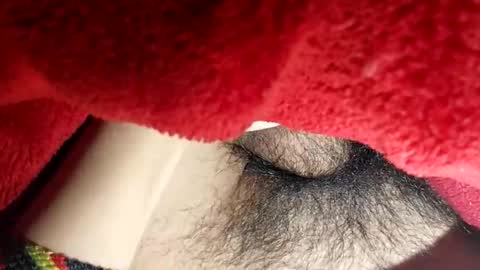 Boloski7 online show from 12.20.25