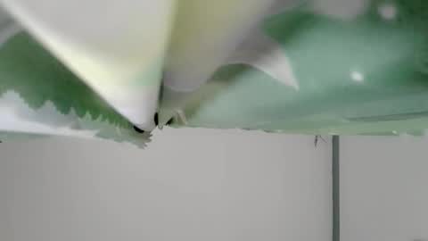 bongga_kaday online show from 09.09.25