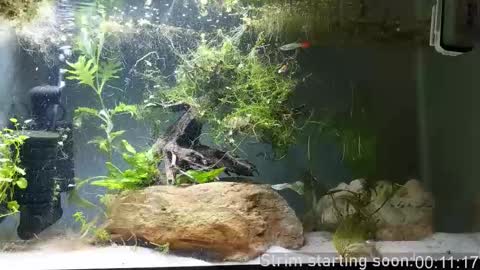 Booker Baxton online show from 11.01.25