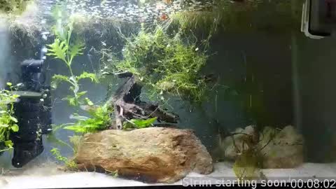 Booker Baxton online show from 11.12.25