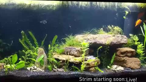 Booker Baxton online show from 12.04.25