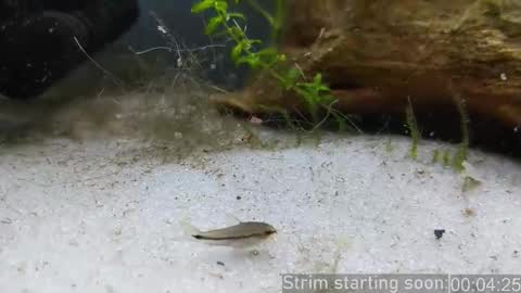 Booker Baxton online show from 02.06.26