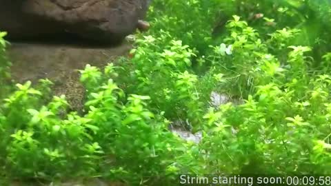 Booker Baxton online show from 02.17.26