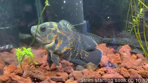 Booker Baxton online show from 03.22.26