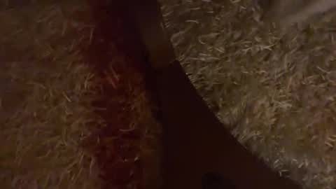 Brian boy online show from 10.28.25