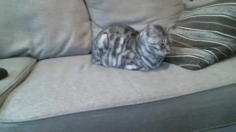 Buck online show from 01.08.25