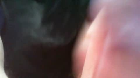 bullemoe online show from 03.08.25