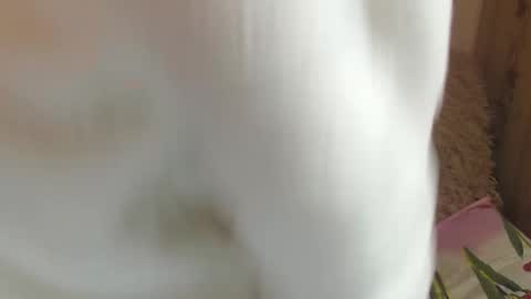 Snapshot of candylady13 chatting on 12.14.24 say meow and send tips online show from 12.14.24