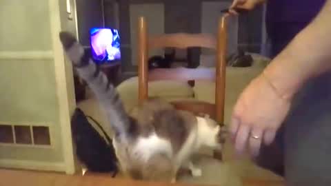 cbisc online show from 03.28.26