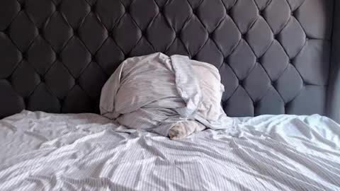 chubbydays online show from 04.03.26