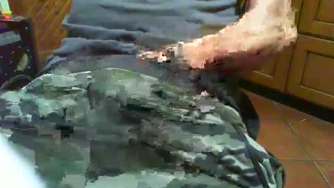 ciop1962 online show from 12.02.24