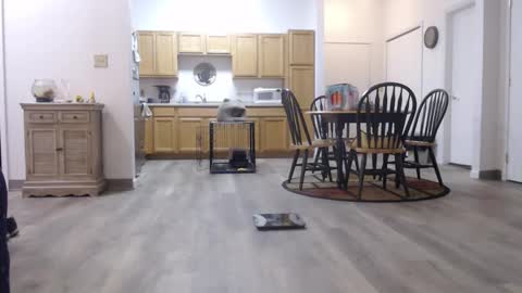 copper_crotch online show from 01.11.26