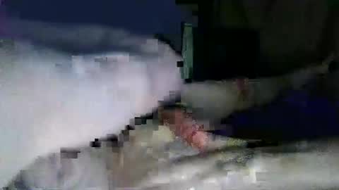 lazarus online show from 01.31.25