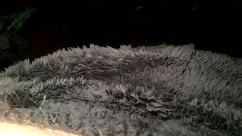 Steve online show from 03.11.25