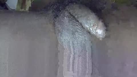 GIANT  Lamar  72 ft  tall  with a  10 inches  BBC   hard quick cumshot in private show lets go online show from 06.03.26