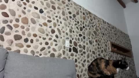 David online show from 10.01.25