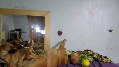 demivercetti online show from 12.22.25