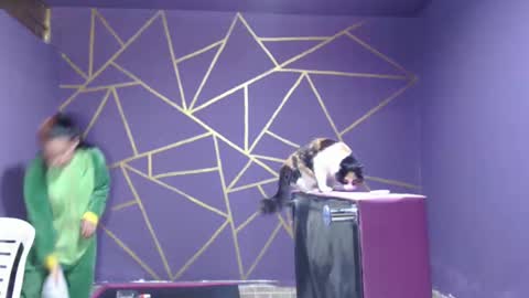 diana online show from 01.12.25