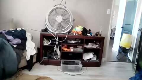 Daddy online show from 03.19.26