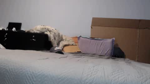 Dorato online show from 03.17.26