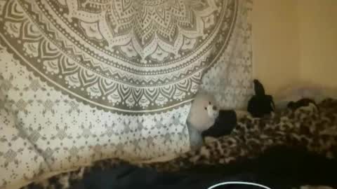 ur dream girl online show from 04.09.26