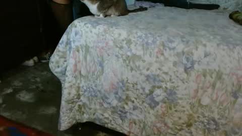 Snapshot of dream_real chatting on 10.30.25 dreamreal online show from 10.30.25