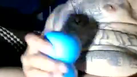 Devious online show from 07.06.26