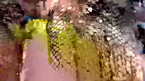 dwadek081704 online show from 09.19.25