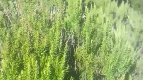 ebnk15 online show from 10.21.25