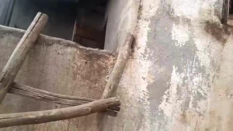 eldie69 online show from 11.29.25