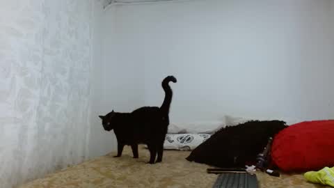 elektra online show from 09.20.25