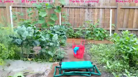 Ella Bella Bo Bella online show from 07.22.26