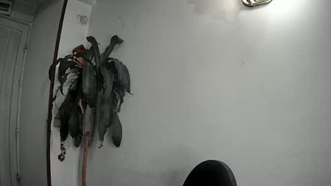 evacollins12 online show from 12.22.24