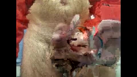 flippe64 online show from 02.05.25