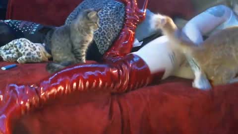 Snapshot of freakyspun101 chatting on 01.13.25 freakyspun101 online show from 01.13.25