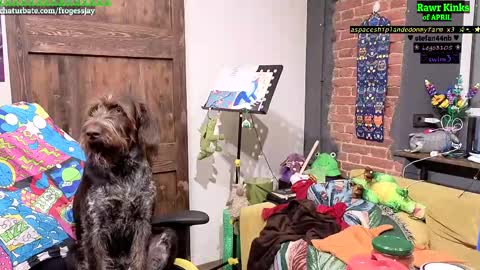   Jaywise Frogfoot  online show from 04.11.26