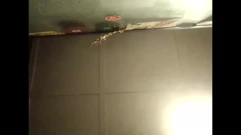 Snapshot of fucmebudoo chatting on 10.11.25 Warwick online show from 10.11.25