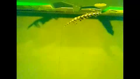 Snapshot of fucmebudoo chatting on 10.22.25 Warwick online show from 10.22.25