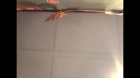 Snapshot of fucmebudoo chatting on 10.30.25 Warwick online show from 10.30.25